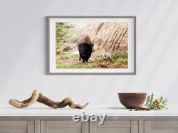 Bison in Theodore Roosevelt National Park North Dakota, Fine Art Photography