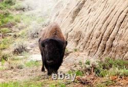 Bison in Theodore Roosevelt National Park North Dakota, Fine Art Photography