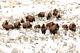 Bison near Blacktail Ponds, Yellowstone National Park Giclee Print + Ships Free