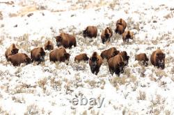 Bison near Blacktail Ponds, Yellowstone National Park Giclee Print + Ships Free