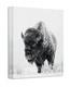 Bison of the North Snowy Buffalo Wall Art Black White Wildlife Cabin Decor