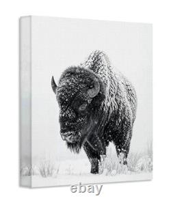 Bison of the North Snowy Buffalo Wall Art Black White Wildlife Cabin Decor