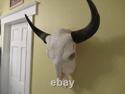 Bison skull european mount taxidermy