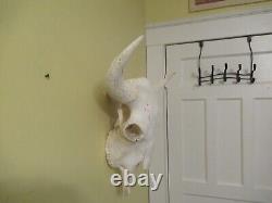 Bison skull european mount taxidermy
