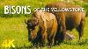 Bisons Of Yellowstone National Park 4k Nature Documentary Film Amazing Animal Life