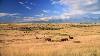 Blm Gives Initial Approval To American Prairie Bison Grazing