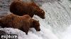 Brooks Falls Katmai National Park Alaska 2025 Powered By Explore Org