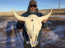 Buffalo Bison Head Skull