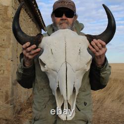 Buffalo Bison Head Skull Horns