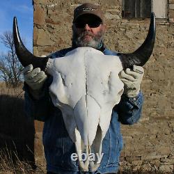 Buffalo Bison Head Skull Horns