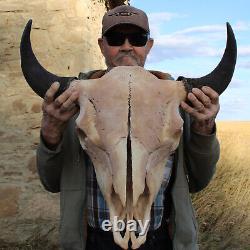 Buffalo Bison Head Skull Horns