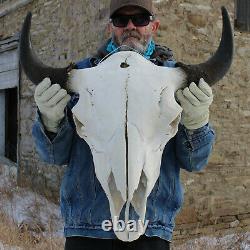 Buffalo Bison Head Skull Horns