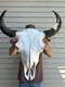 Buffalo Bison Head Skull Horns