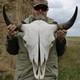 Buffalo Bison Head Skull Horns