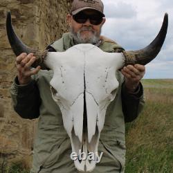 Buffalo Bison Head Skull Horns