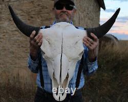 Buffalo Bison Head Skull Horns