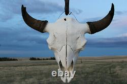 Buffalo Bison Head Skull Horns