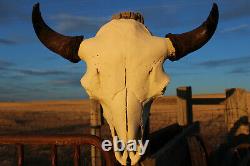 Buffalo Bison Head Skull Horns