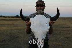 Buffalo Bison Head Skull Horns