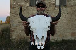 Buffalo Bison Head Skull Horns