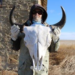 Buffalo Bison Head Skull Horns