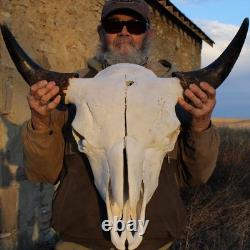 Buffalo Bison Head Skull Horns