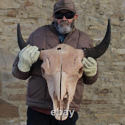 Buffalo Bison Head Skull Horns