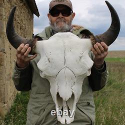Buffalo Bison Head Skull Horns
