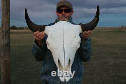 Buffalo Bison Head Skull Horns