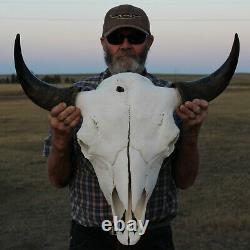 Buffalo Bison Head Skull Horns