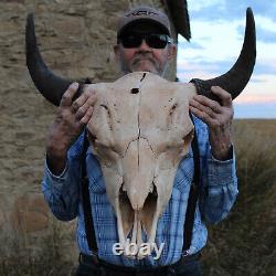 Buffalo Bison Head Skull Horns