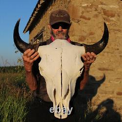 Buffalo Bison Head Skull Horns