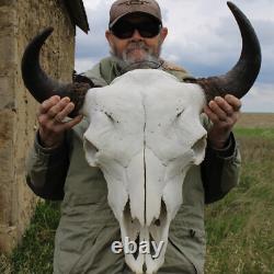 Buffalo Bison Head Skull Horns