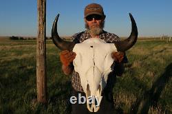 Buffalo Bison Head Skull Horns