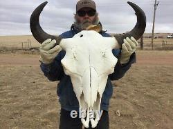 Buffalo Bison Head Skull Horns