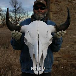 Buffalo Bison Head Skull Horns