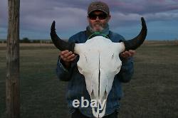 Buffalo Bison Head Skull Horns