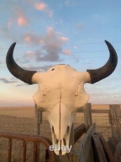 Buffalo Bison Head Skull Horns