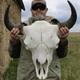 Buffalo Bison Head Skull Horns