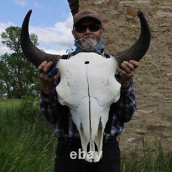 Buffalo Bison Head Skull Horns