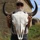 Buffalo Bison Head Skull Horns