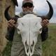 Buffalo Bison Head Skull Horns