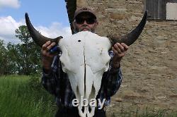 Buffalo Bison Head Skull Horns