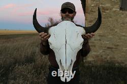 Buffalo Bison Head Skull Horns