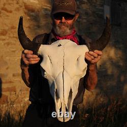 Buffalo Bison Head Skull Horns