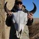 Buffalo Bison Head Skull Horns