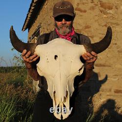 Buffalo Bison Head Skull Horns