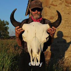 Buffalo Bison Head Skull Horns