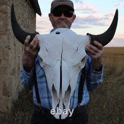 Buffalo Bison Head Skull Horns