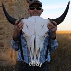 Buffalo Bison Head Skull Horns